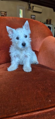 Les chiots de West Highland White Terrier