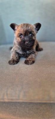 Les chiots de Cairn Terrier