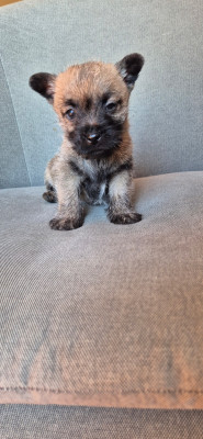 Les chiots de Cairn Terrier