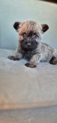 Les chiots de Cairn Terrier