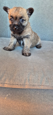 Les chiots de Cairn Terrier