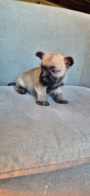 Les chiots de Cairn Terrier