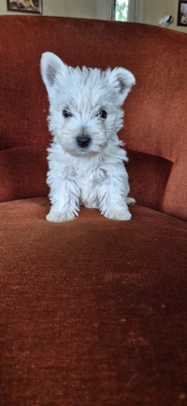 West Highland White Terrier - De La Bergerie Warren