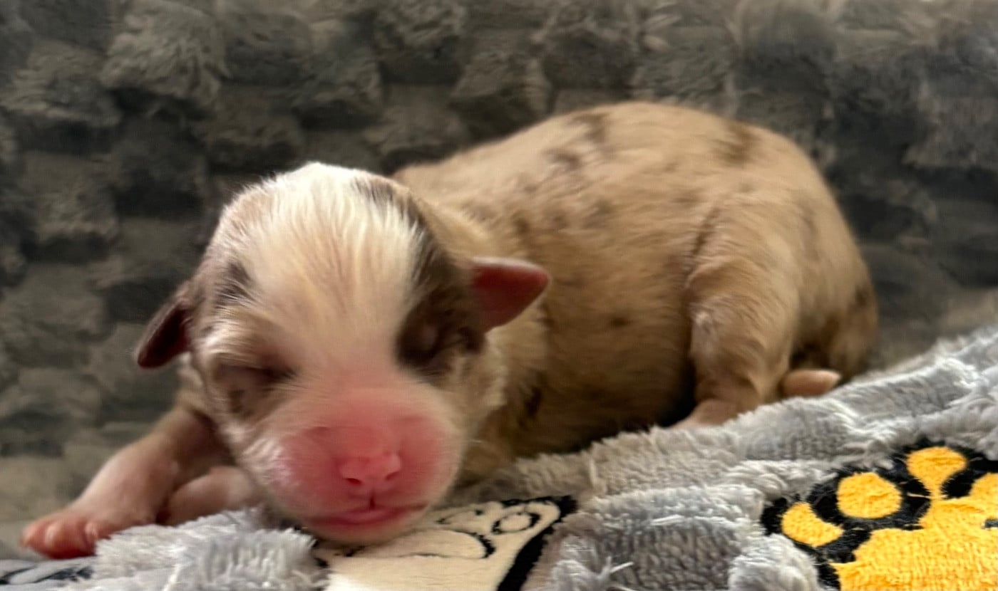 Berger Américain Miniature  - (Sans Affixe)