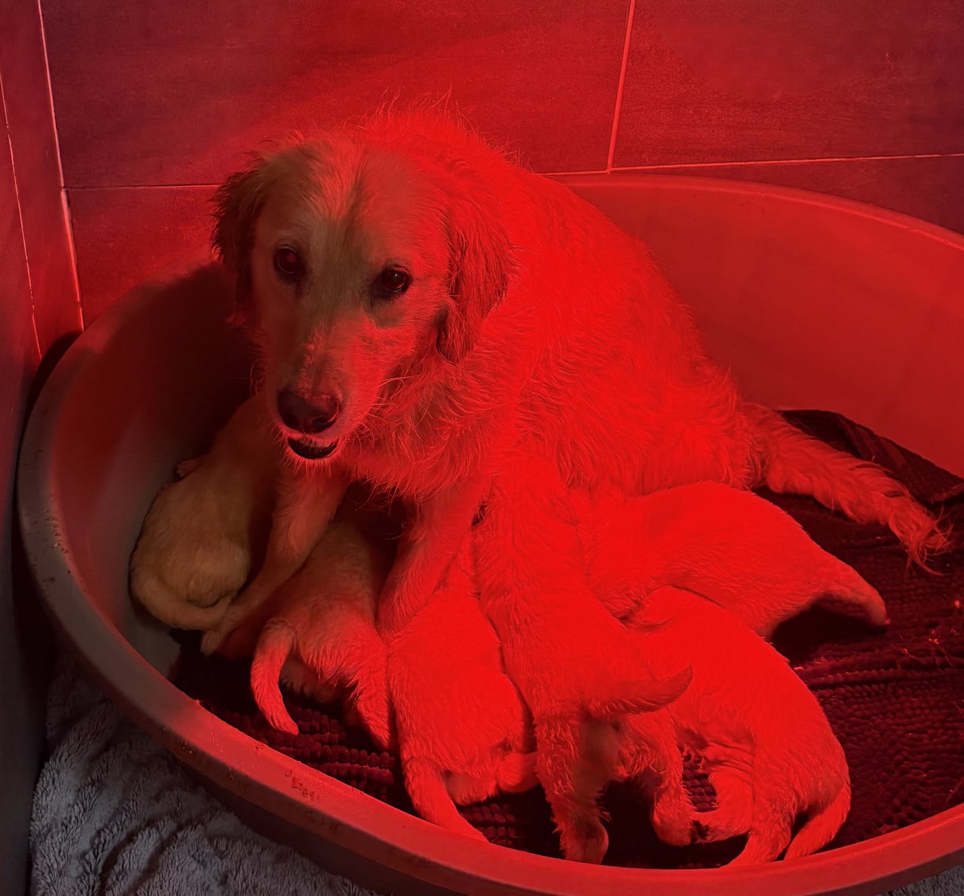 Golden Retriever - (Sans Affixe)