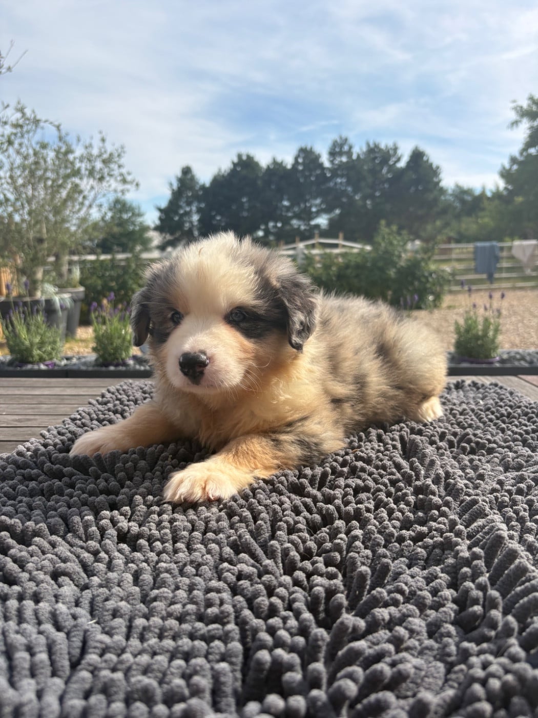 Chiot bleu merle