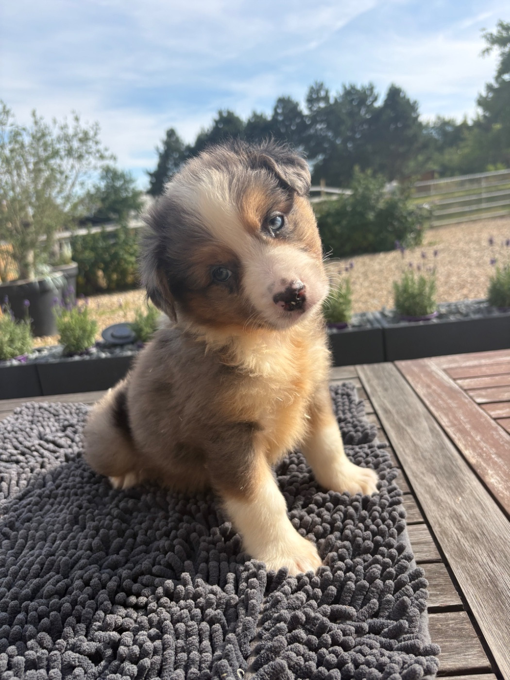 Chiot bleu merle