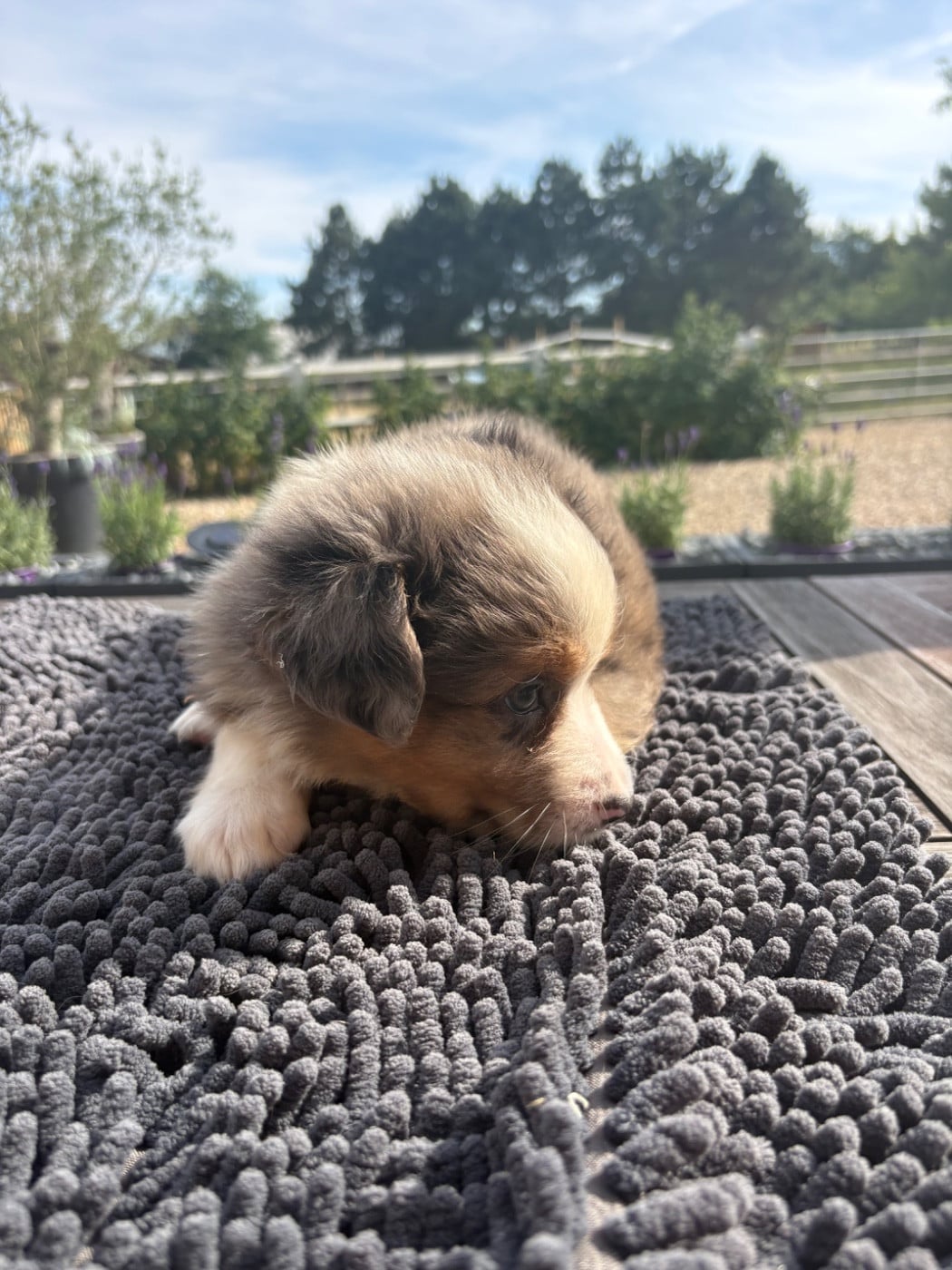 Chiot bleu merle