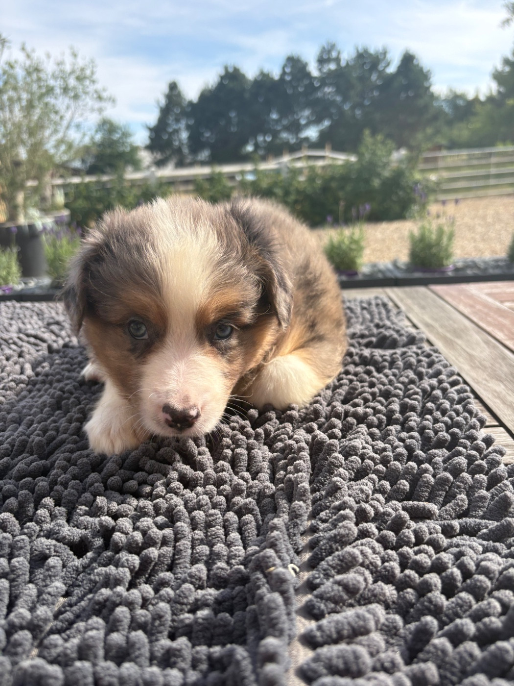 Chiot bleu merle