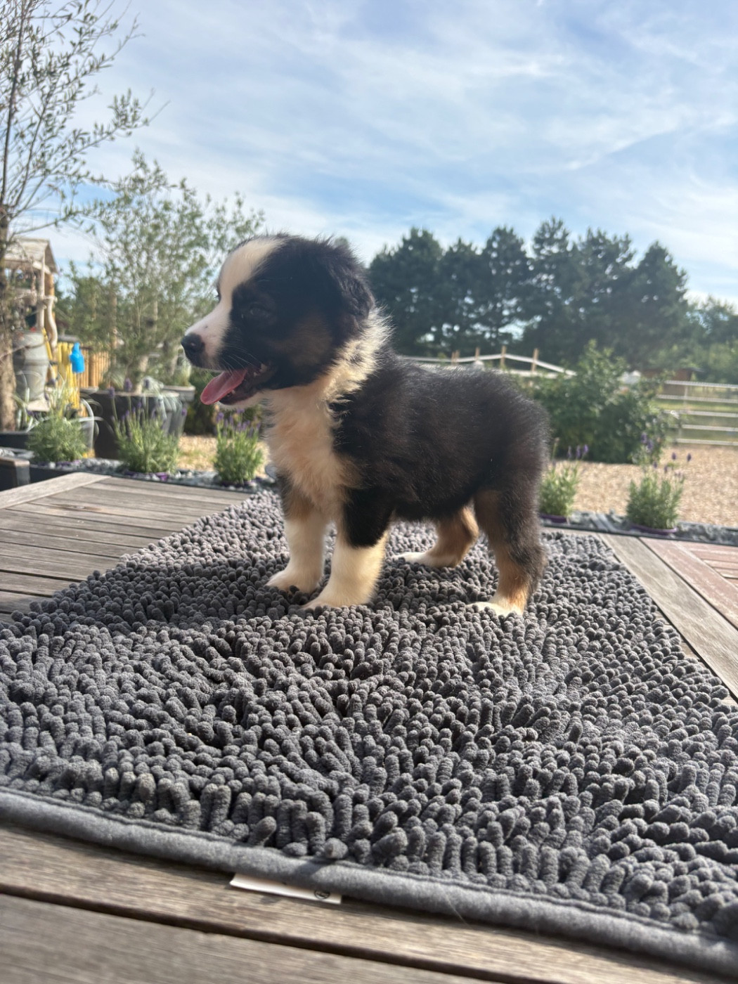 chiot noir tricolore