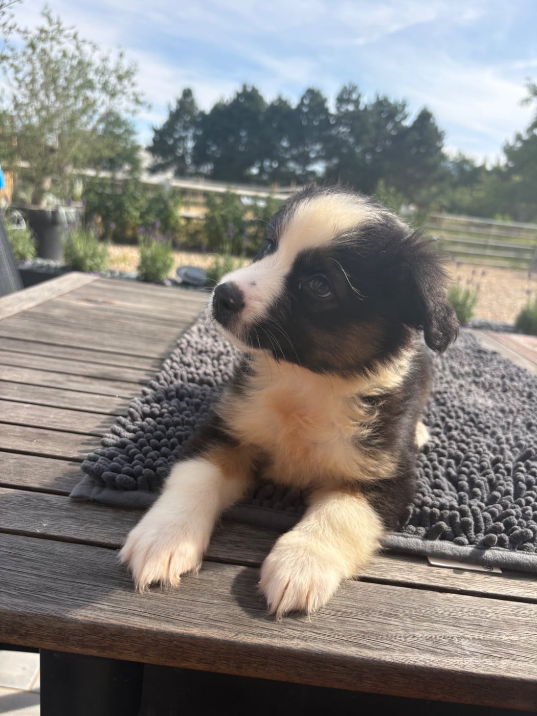 chiot noir tricolore