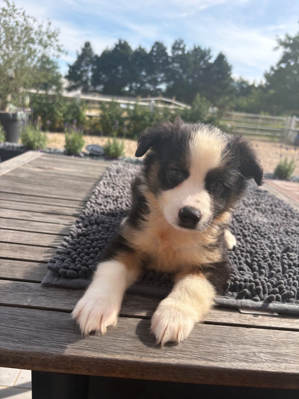 chiot noir tricolore