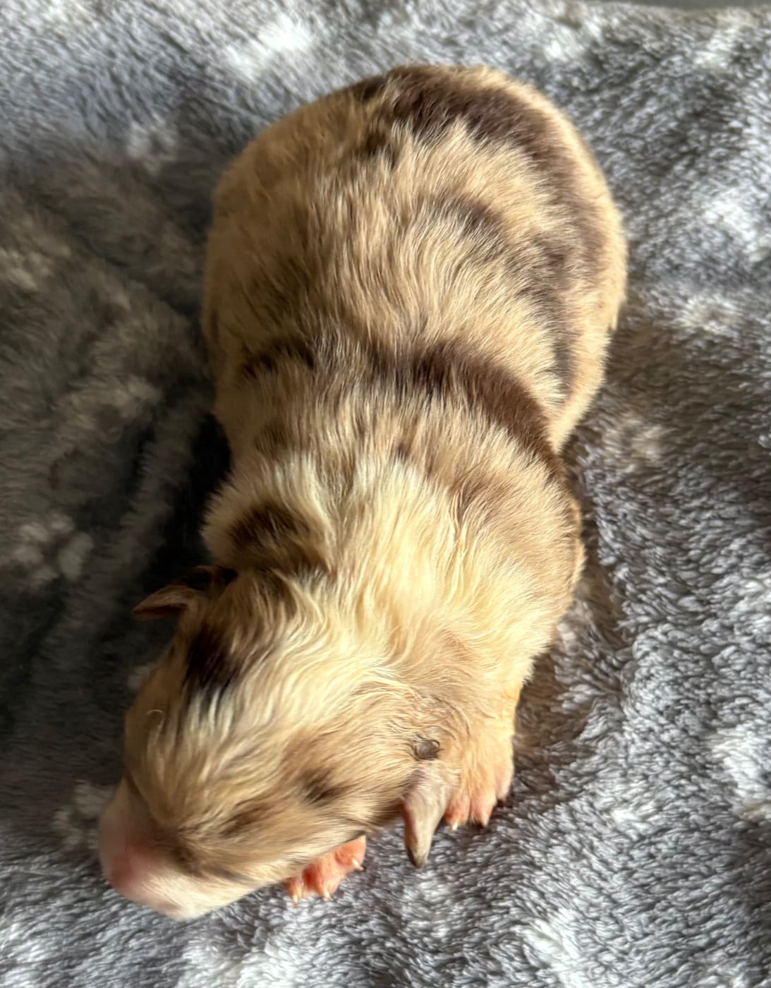 Chiot N°6
