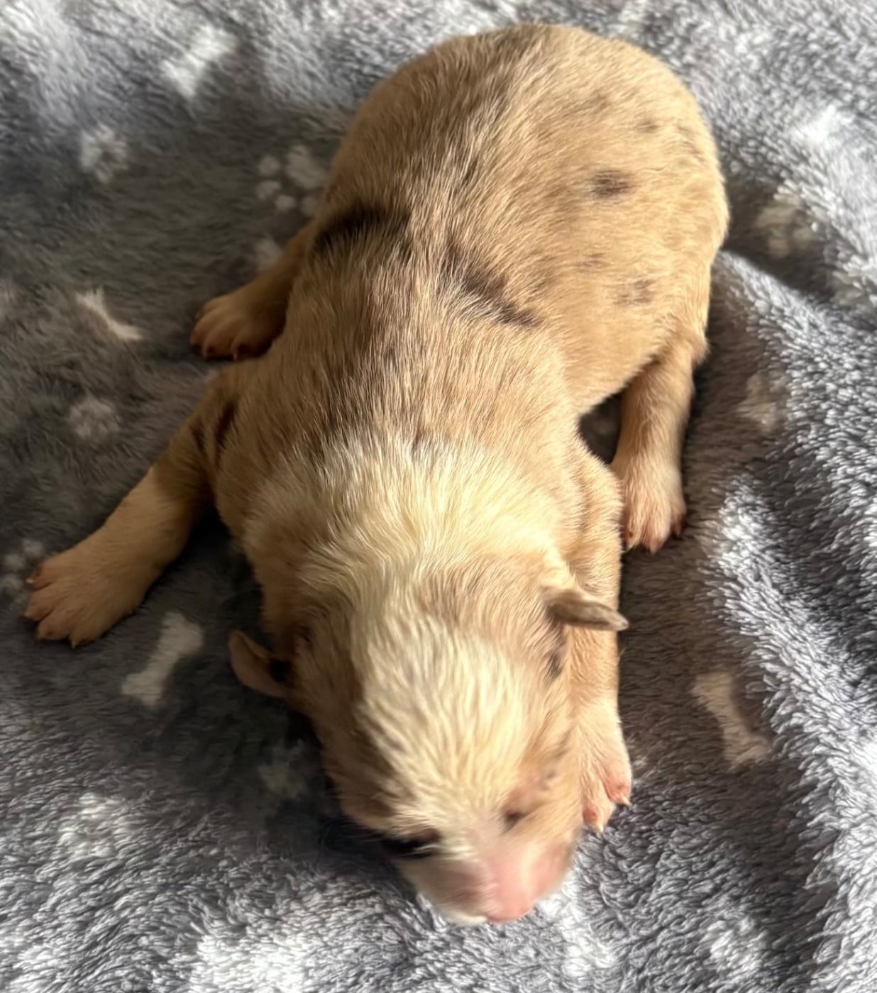 Chiot N°6