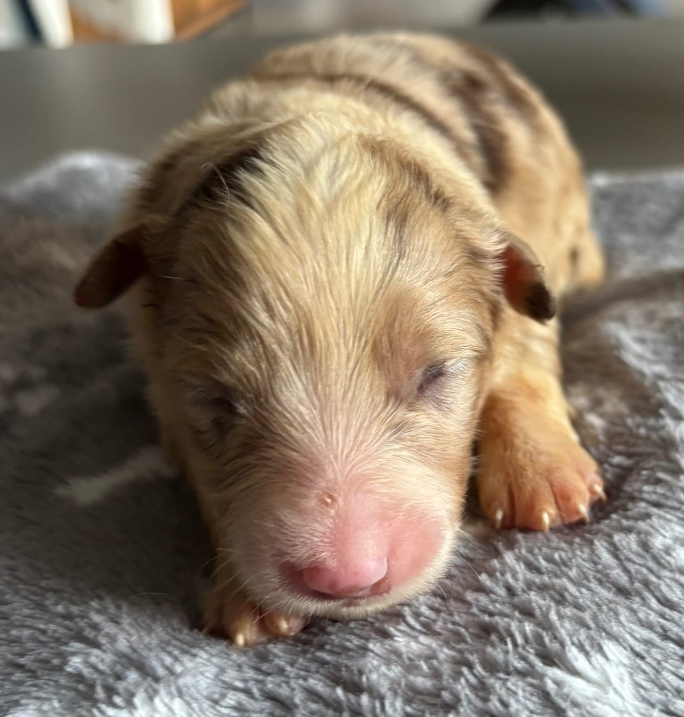 Chiot N°6