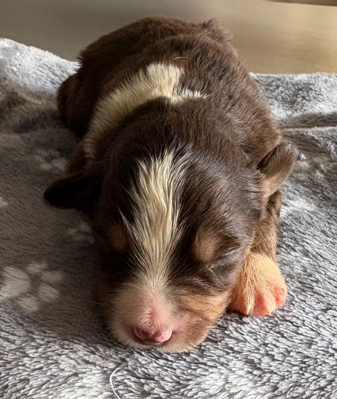 Chiot N°8