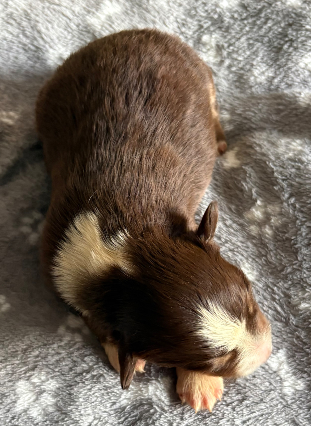 Chiot N°8