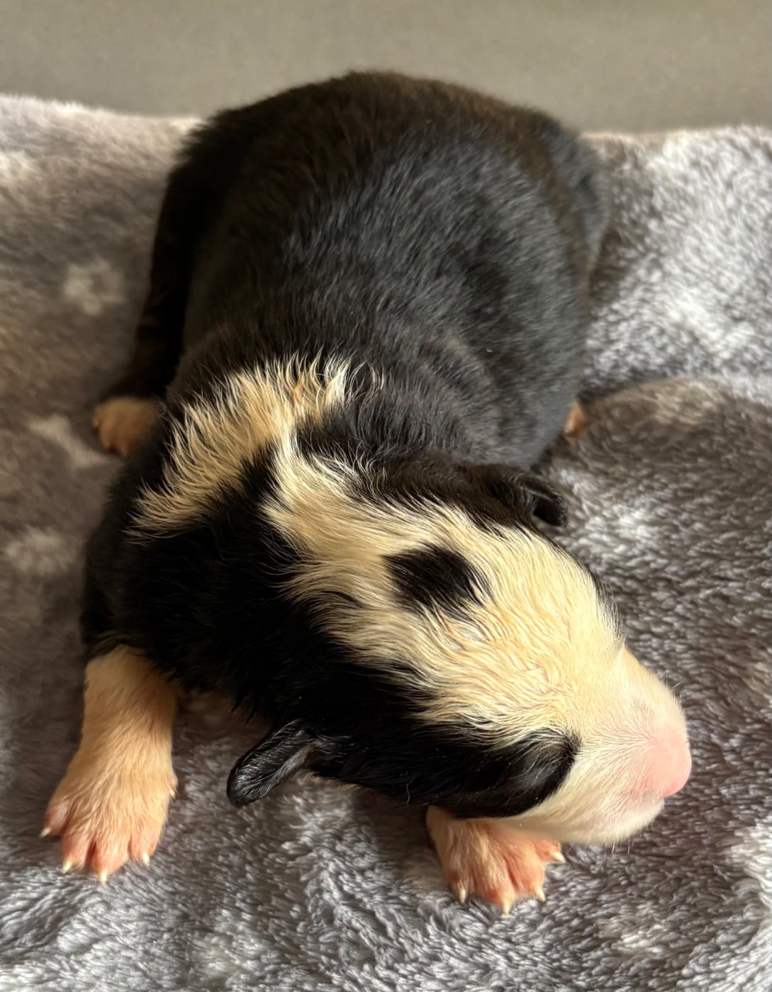 Chiot N°5