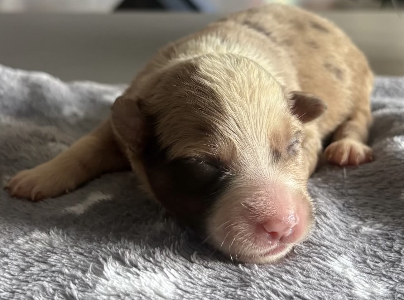 Chiot N°4