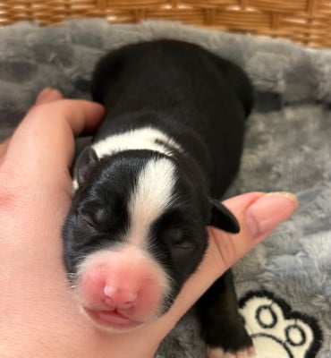 Les chiots de Berger Américain Miniature 