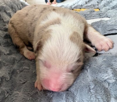 Les chiots de Berger Américain Miniature 