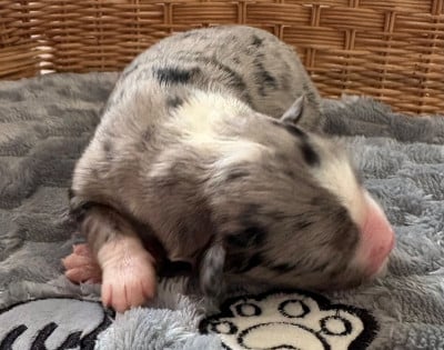 Les chiots de Berger Américain Miniature 