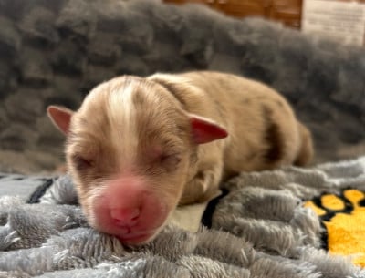 Les chiots de Berger Américain Miniature 