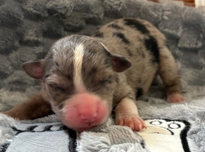 Les chiots de Berger Américain Miniature 