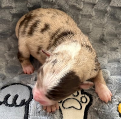 Les chiots de Berger Américain Miniature 