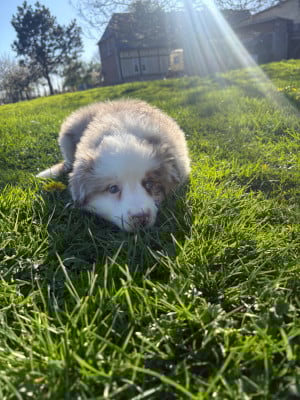 Les chiots de Berger Américain Miniature 