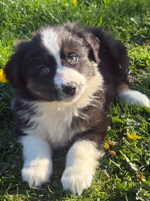 Les chiots de Berger Américain Miniature 