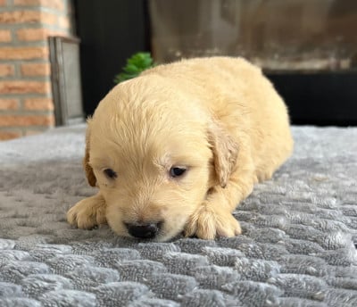 Chiot N°6 - Golden Retriever