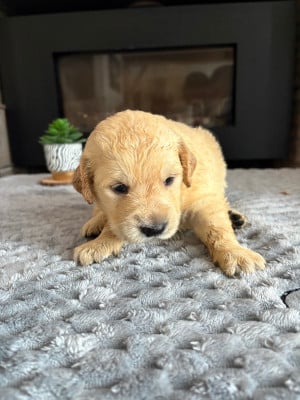 Chiot N°2 - Golden Retriever