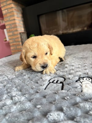 Chiot N°3 - Golden Retriever