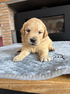 Chiot N°7 - Golden Retriever