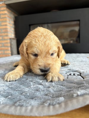 Chiot N°4 - Golden Retriever
