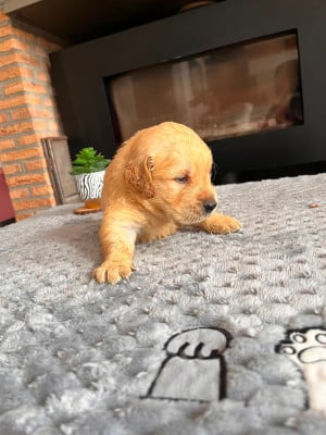 Chiot N°5 - Golden Retriever