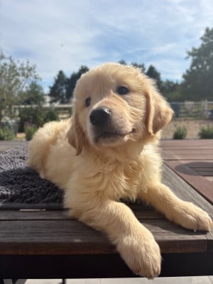 Les chiots de Golden Retriever