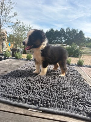 Les chiots de Berger Américain Miniature 