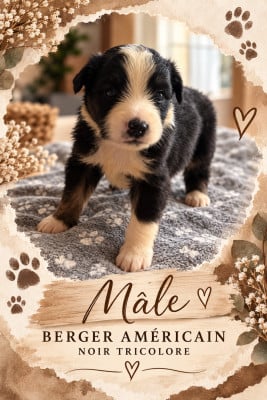 Les chiots de Berger Américain Miniature 