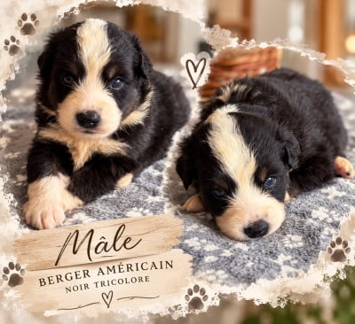 Les chiots de Berger Américain Miniature 