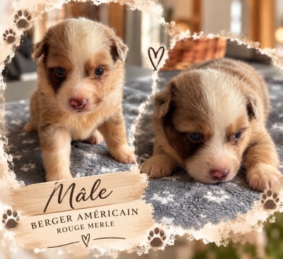 Les chiots de Berger Américain Miniature 