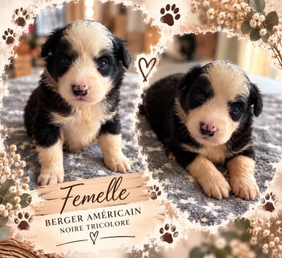 Les chiots de Berger Américain Miniature 