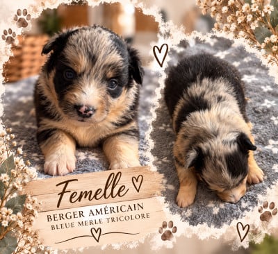 Les chiots de Berger Américain Miniature 