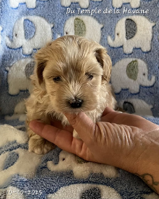 Les chiots de Bichon Havanais