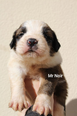 Les chiots de Chien du Saint-Bernard