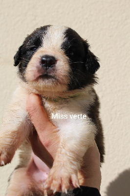 Les chiots de Chien du Saint-Bernard