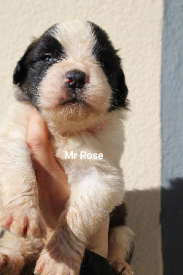 Les chiots de Chien du Saint-Bernard