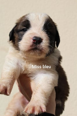 Les chiots de Chien du Saint-Bernard