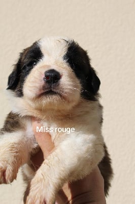 Les chiots de Chien du Saint-Bernard